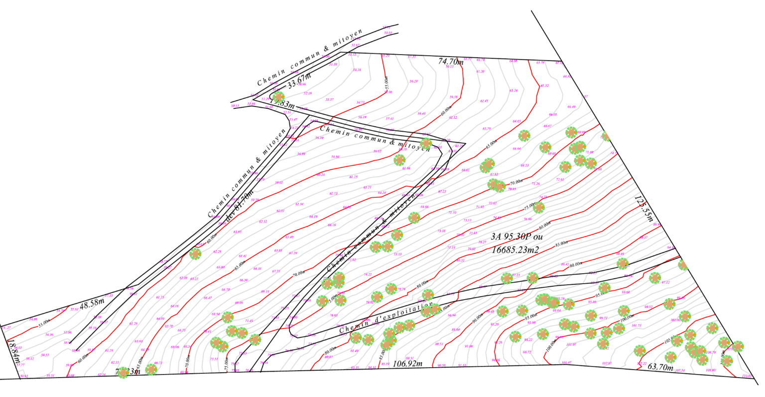 Topographical Plan